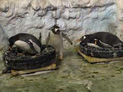 -珠海长隆海洋王国