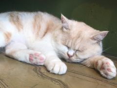 -猫猫幼稚园·撸猫·桌游·电玩