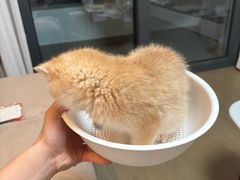 -欣宠猫屋·矮脚拿破仑·蓝金金渐层