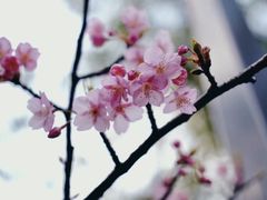 -天适樱花悠乐园