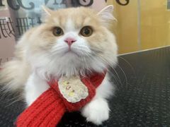 -车接车送·寄养洗护·德文猫舍(大宁店)