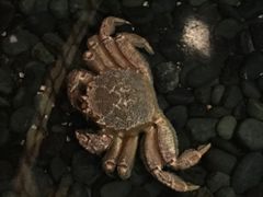 -蟹料理 北海道かに将軍(札幌本店)