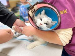 -康成宠物医院24H·CT·核磁共振
