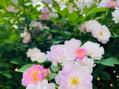-锡师附小学(学前街校区)