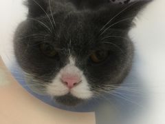-伟伟宠物医院·瑞派猫友好医院·猫科(光谷店)