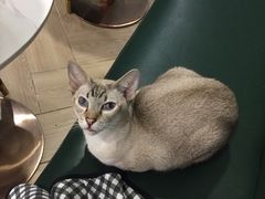 -安格丽娜·狗咖·猫咖羊驼咖(春熙路百盛商场店)
