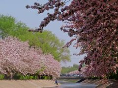 -大望京公园