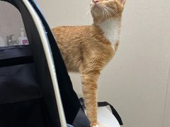 -安安宠医宠物医院·异宠·犬猫内科(岳阳分院)