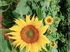 -松山湖梦幻百花洲