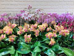 -双季花艺园艺市场(浦东店)