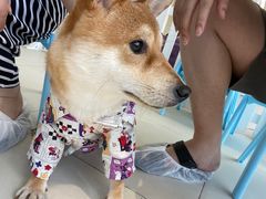 -怪兽屋·羊驼·猫咖·狗咖(俊华广场店)