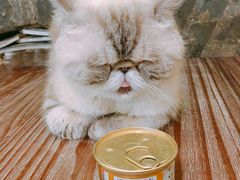 -猫色咖啡·猫咖