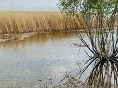 -野鸭湖国家湿地公园