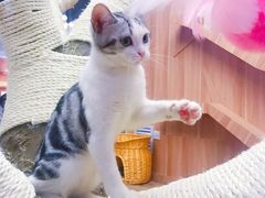 -袖虎·猫馆(体育西路店)