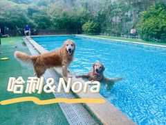 -汪说喵讲宠物乐园宠物酒店(红星美凯龙店)