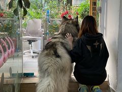 -李小姐の猫咖啡馆(五角场店)