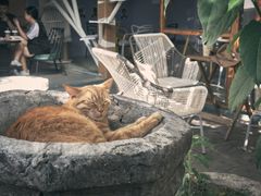 -喵屿·大理花园猫咖