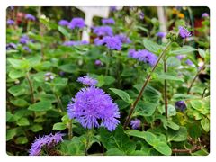 -三圣花乡旅游区