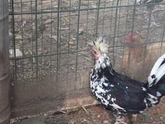 -呼吸森林·生态农庄农家乐私房菜