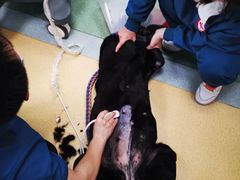 -康乐宝动物医院