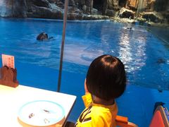 -帝企鹅自助餐厅•儿童岛•真企鹅(长隆企鹅酒店)