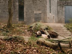-都江堰中华大熊猫苑