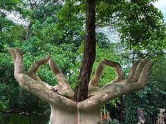 -瑞丽独树成林风景区