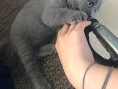 -创凡宠物医院·骨专科  猫科中心(西乡分院)