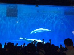 -芜湖新华联大白鲸海洋公园