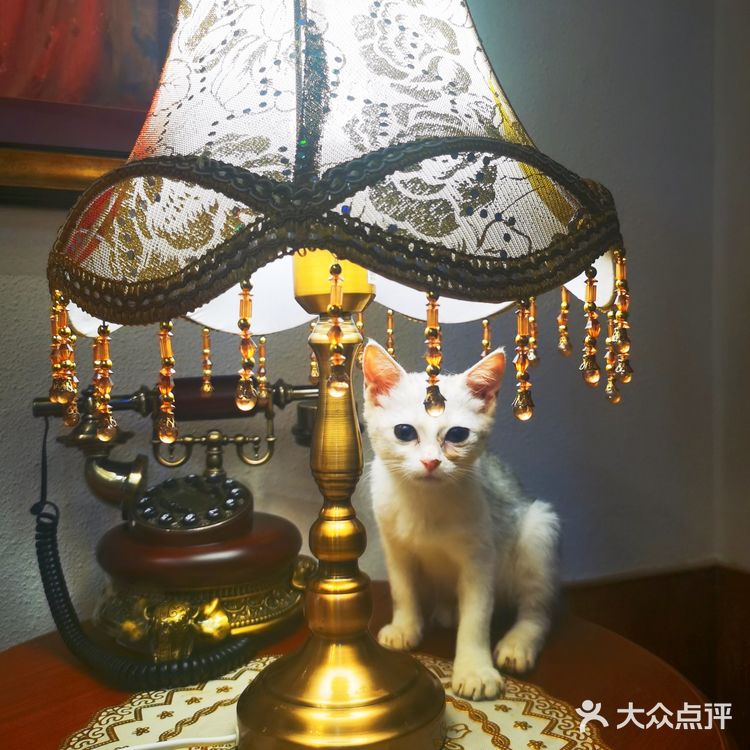 北京路撸宠圣地🦙可爱多羊驼俱乐部