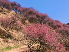 -新建村梅花