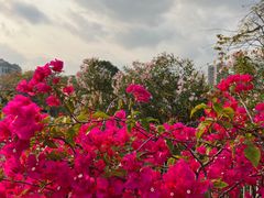 -香蜜公园