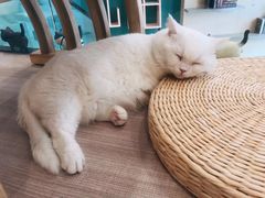 -飞行喵MR PILOT|猫舍·猫咖(静安大融城店)