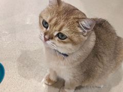 -藏猫猫咖啡主题馆(中央大道店)