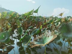 -紫金山山顶公园
