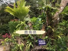-野象谷景区