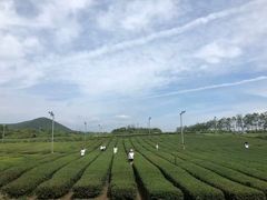 -雪绿茶博物馆