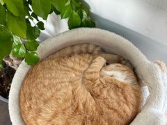 -Vanillacafe香草咖啡(银海大世界店)