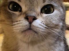 -猫色咖啡·猫咖