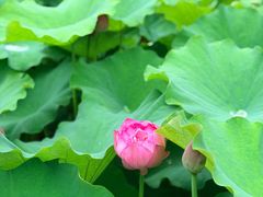 -陈家山荷花公园