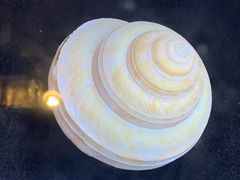 -贝壳梦幻世界