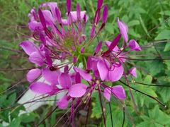 android_upload_pic-北纬44度·金珠花海休闲农业旅游景区