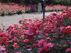 -顾村公园
