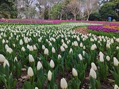 -上海鲜花港