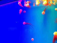 -福州罗源湾海洋世界旅游区