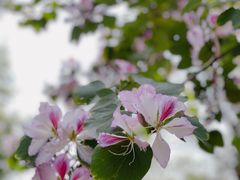 -广州市白云山风景名胜区