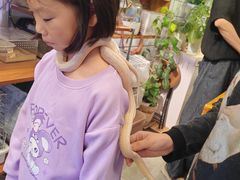 -吉丁鸟咖·异宠·寄养