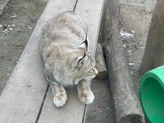 -青藏高原野生动物园