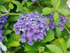 -上海共青森林公园