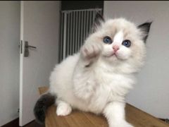 -喵zoo家庭繁育猫舍(尖东智能花园店)
